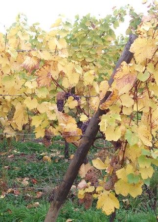 Vignoble de Dorlisheim,  15 min   pied du gte